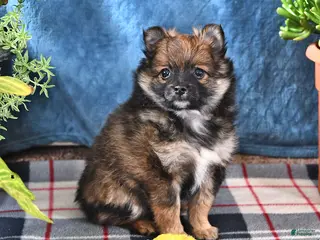 Pomeranian dogs for sale: Buddy - Ad 1