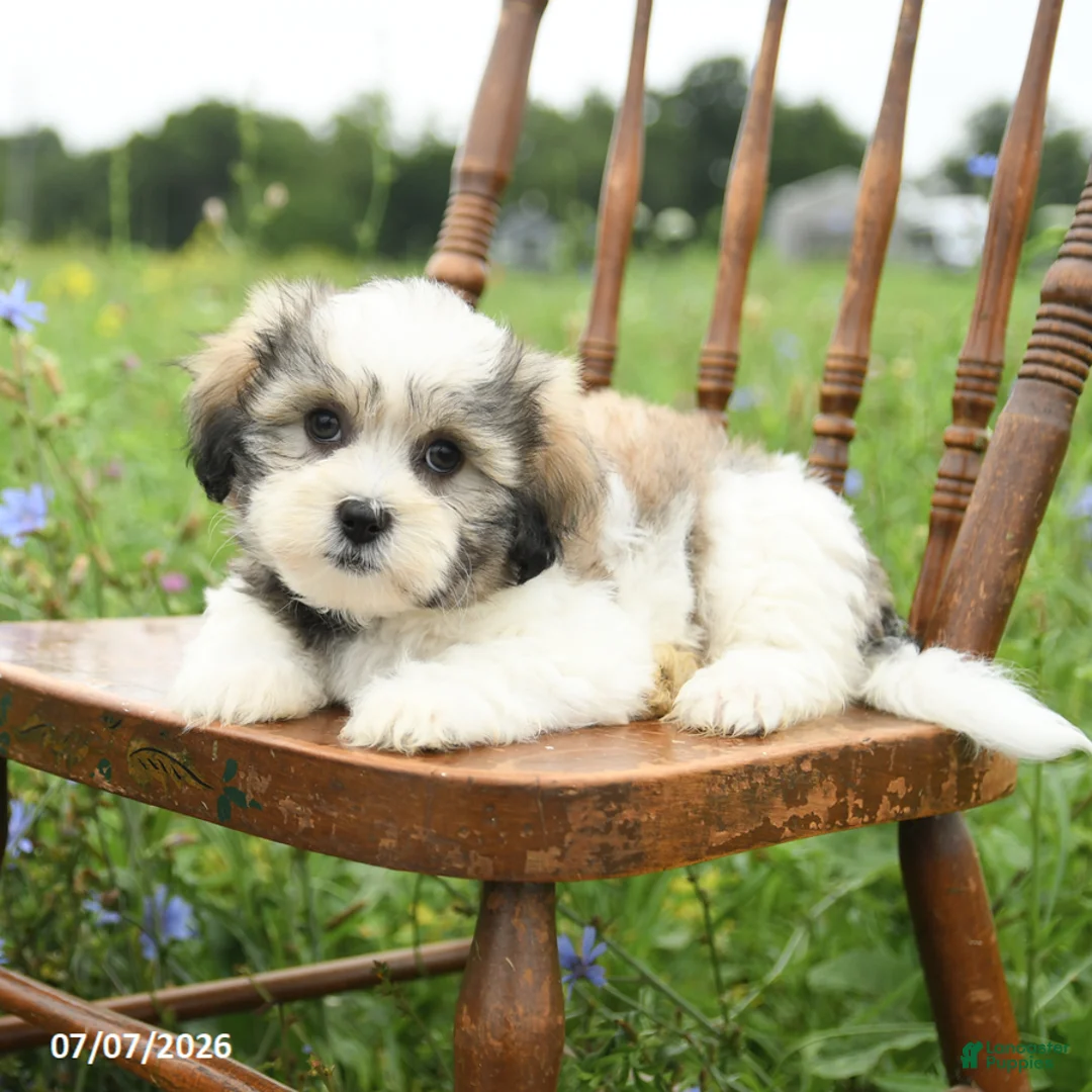Malshi dogs for sale: Derek - Ad 8