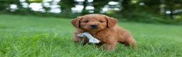 Goldendoodle dogs for sale: Charlie - Ad 7