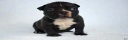American Bully dogs for sale: Black Male - Ad 5