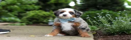 Mini Bernedoodle dogs for sale: Zeke - Ad 5
