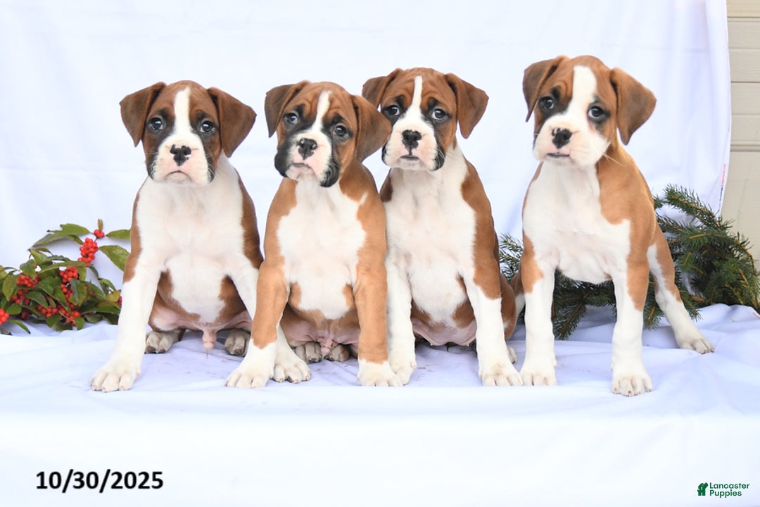 Boxer dogs for sale: Tulip - Ad 5