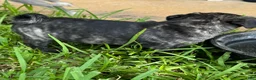 Mixed Breed dogs for sale: Tan Boy - Ad 3