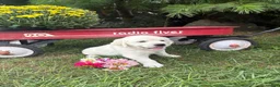 Golden Retriever dogs for sale: Zinnia - Ad 2