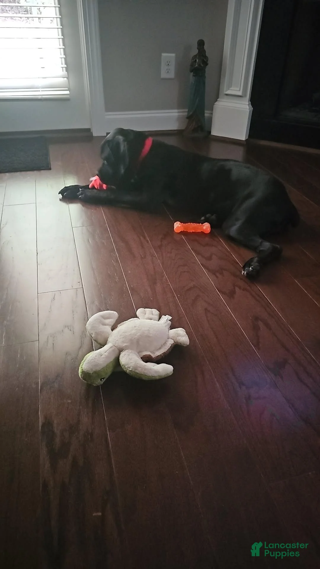 Cane Corso dogs for sale: Cane Corso Puppy - Ad 3