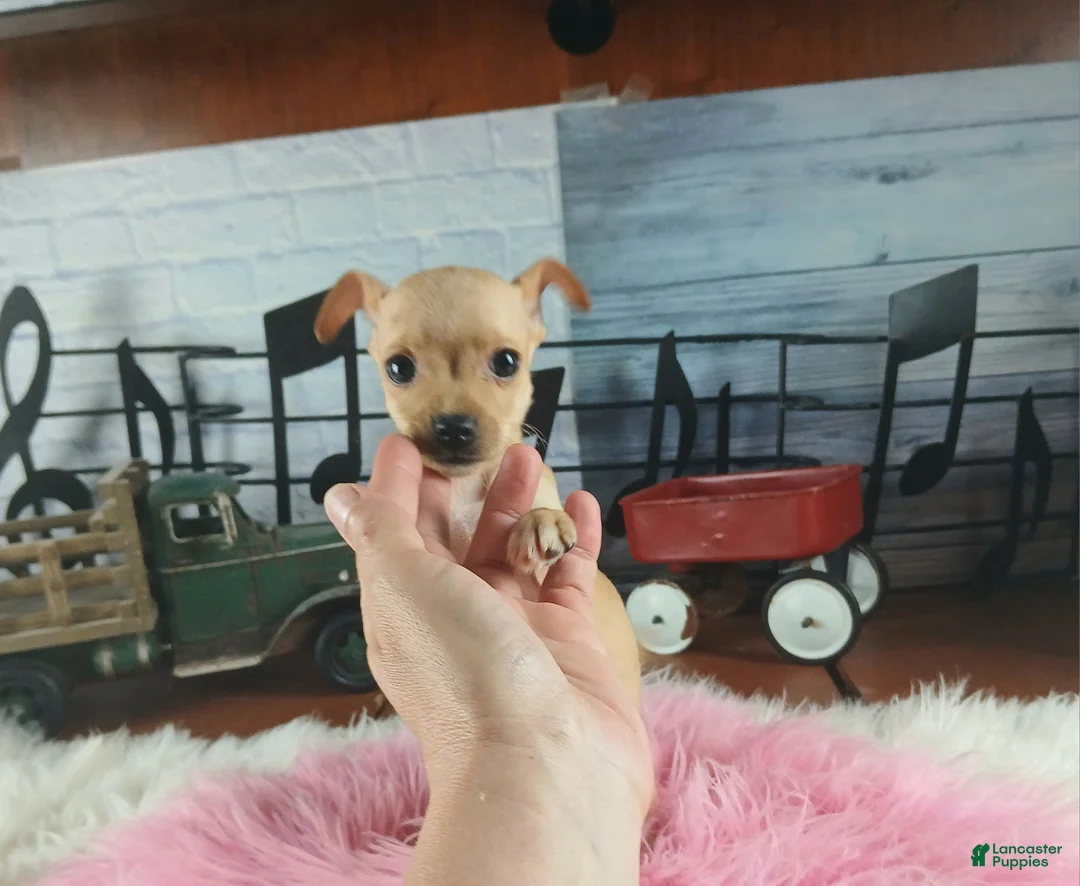 Chihuahua dogs for sale: Light fawn girl chi. Hand delivery  - Ad 2