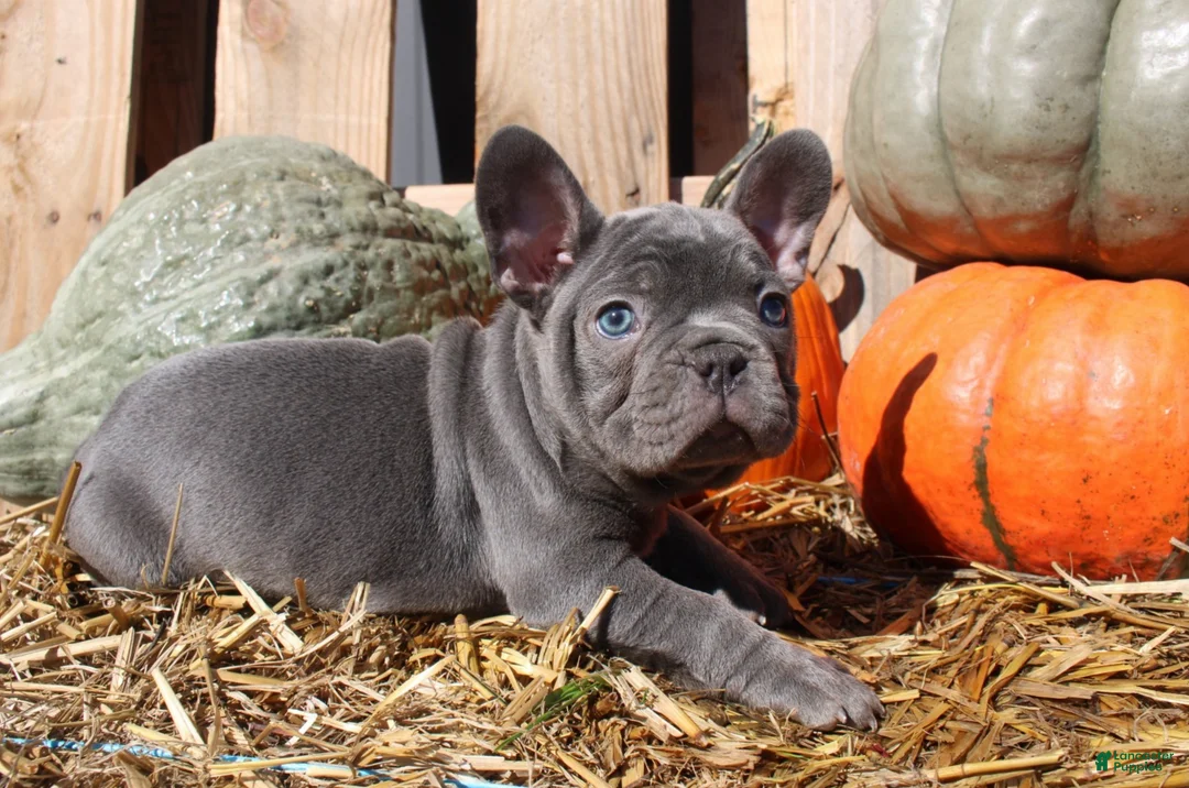 Mixed Breed dogs for sale: Teddy - Ad 9