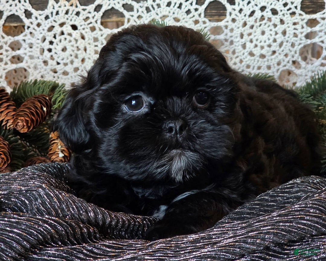 Shihpoo dogs for sale: Johnny - Ad 6