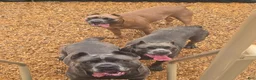 Cane Corso dogs for sale: Cane Corso 5 - Ad 6