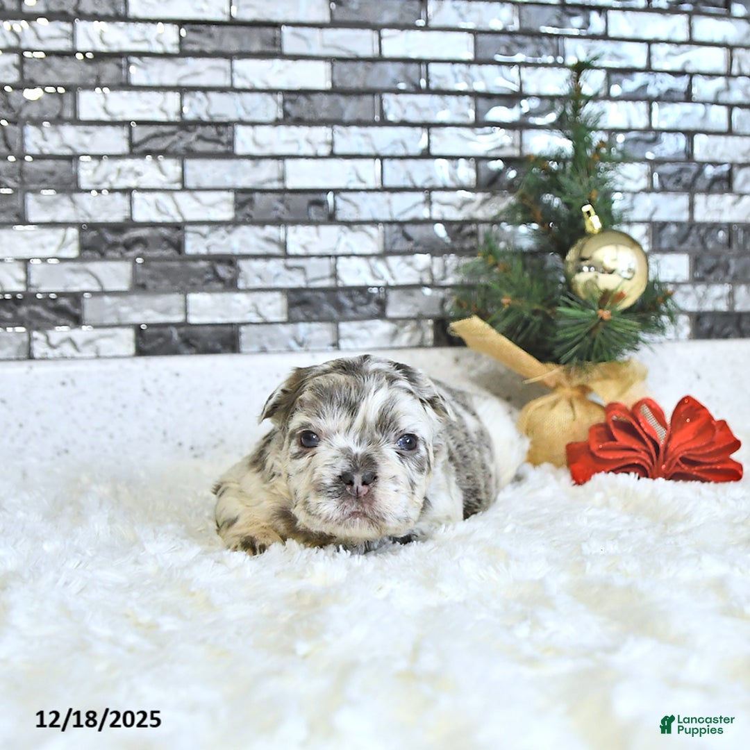 French Bulldog dogs for sale: Luna  - Ad 3