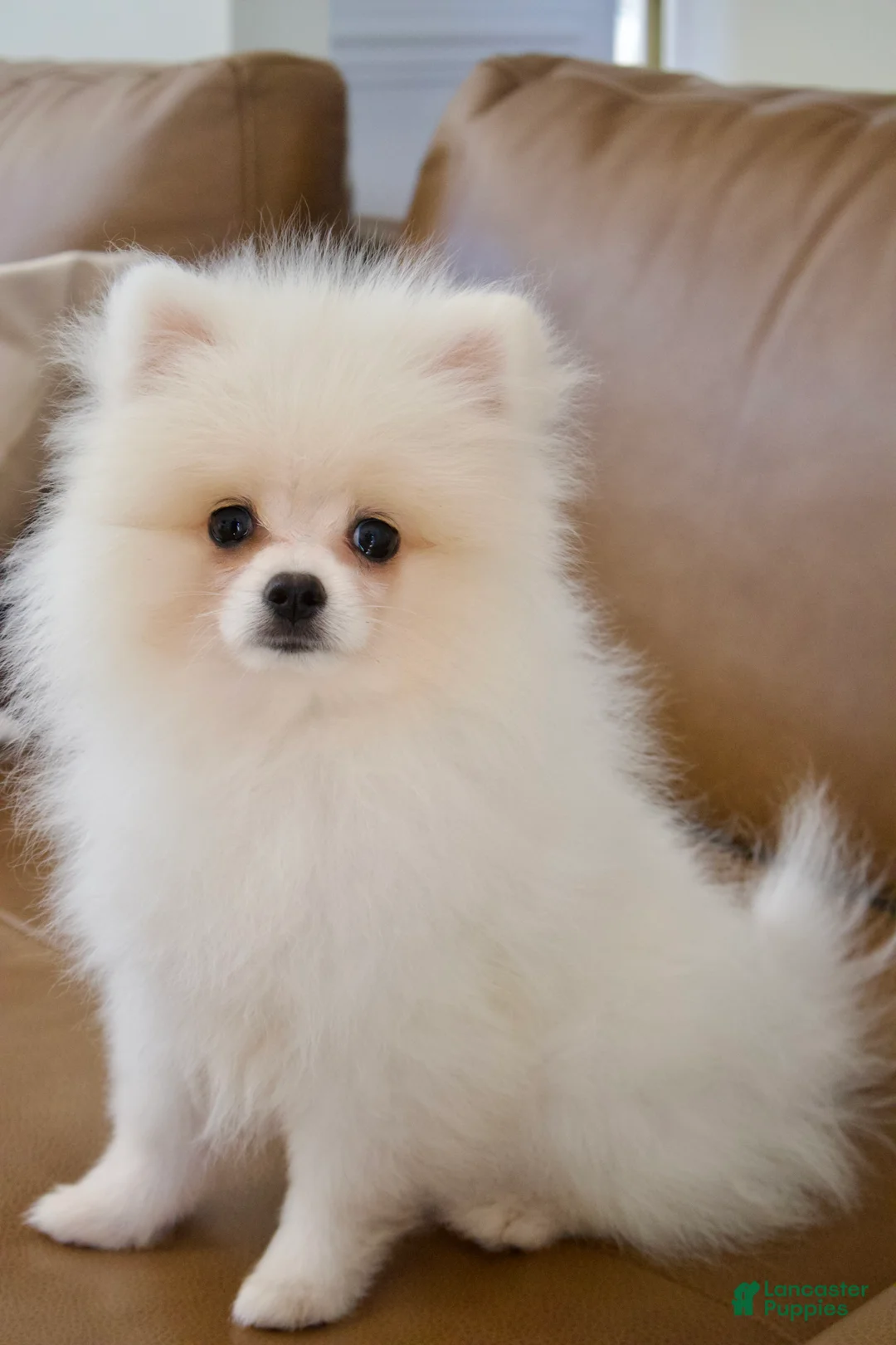 Pomeranian dogs for sale: Armani  - Ad 2