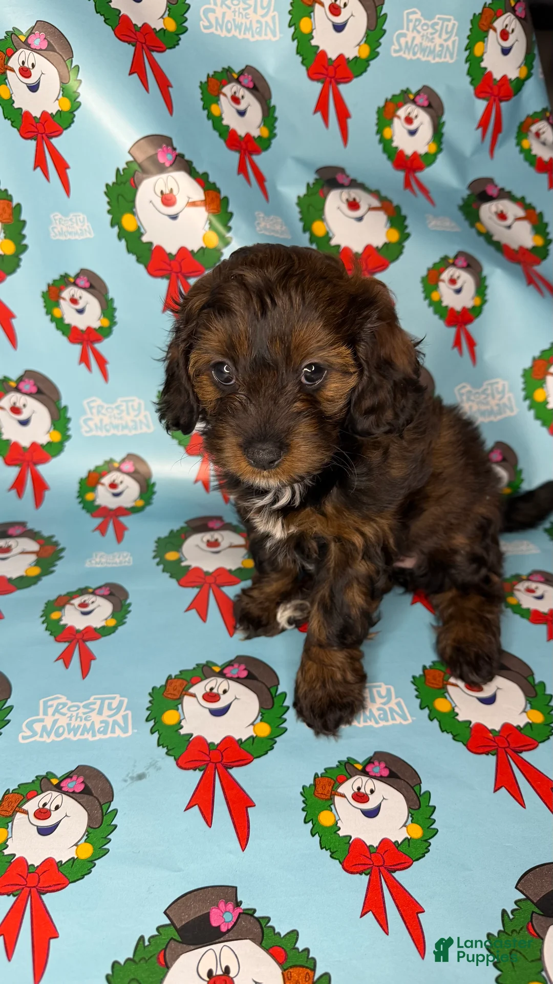 Shihpoo dogs for sale: Shrek - Ad 6