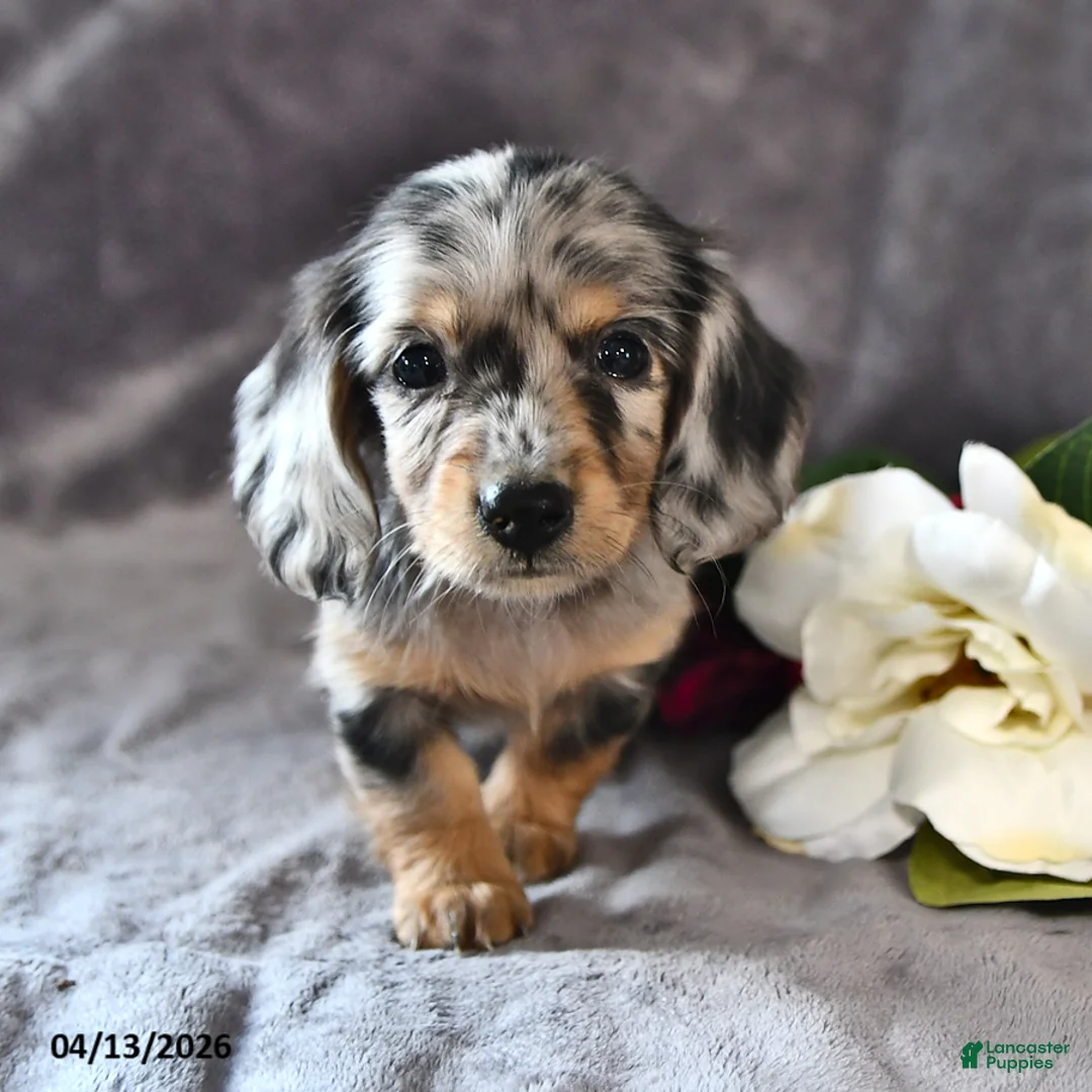 Miniature Dachshund dogs for sale: Cashew - Ad 1