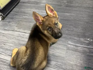 German Shepherd dogs Rex - Ad 8