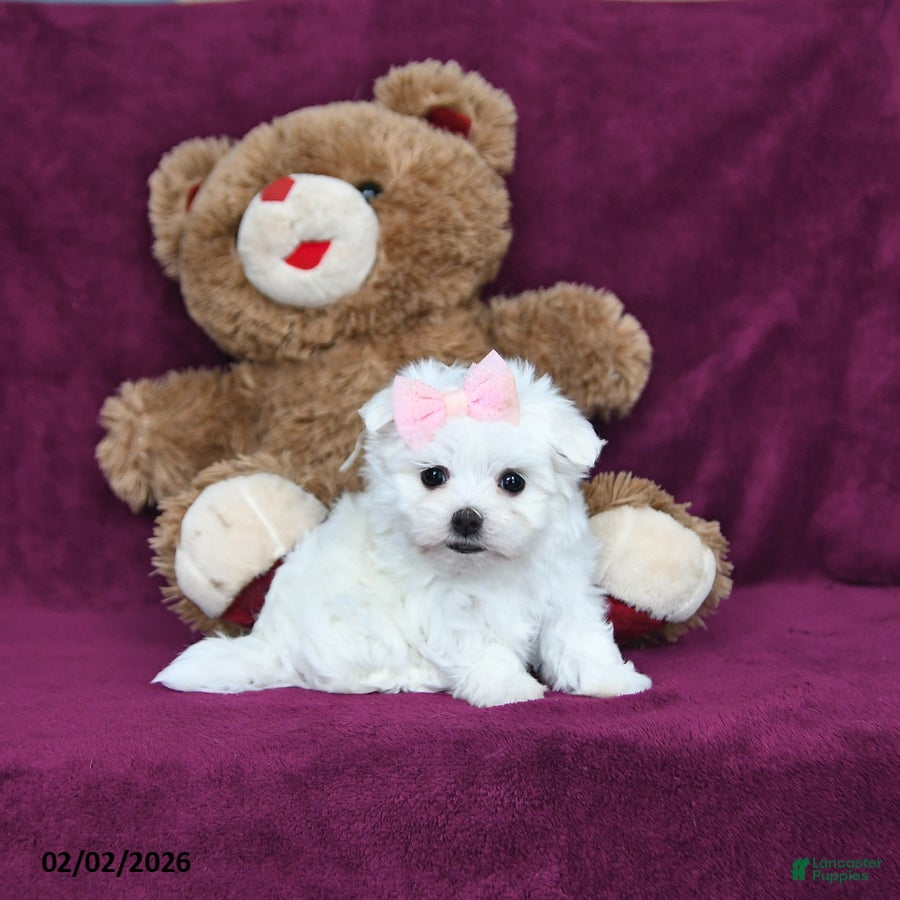 Maltese dogs Precious - Ad 3