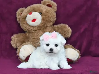 Maltese dogs Precious - Ad 3