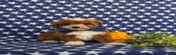 Toy Poodle dogs for sale: Fabian - Ad 3