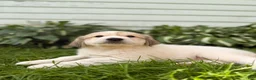 Great Pyrenees dogs for sale: Rhonda - Ad 12
