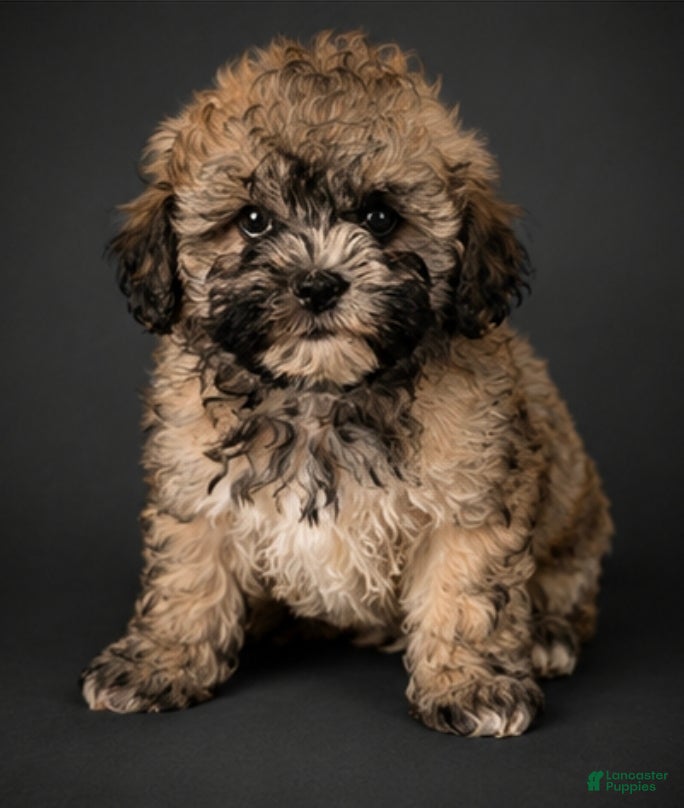 Shihpoo dogs Shihpoo Puppy 2 - Ad 34