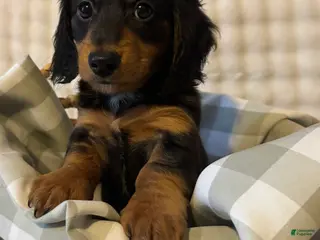 Miniature Dachshund dogs for sale: Long haired mini *Toes* - Ad 2