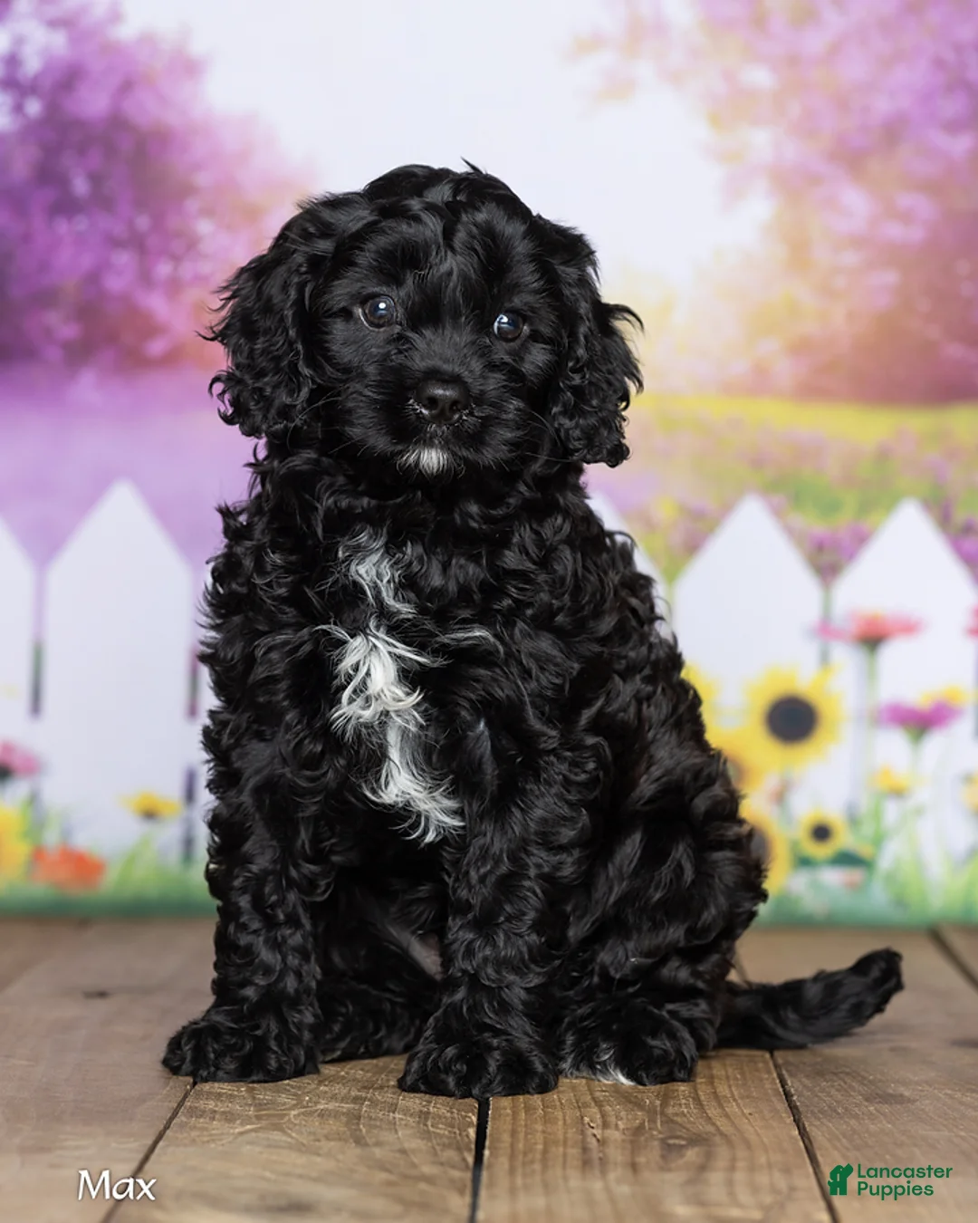 Cavapoo dogs for sale: Max - Ad 2