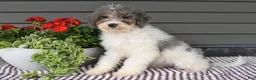Mini Sheepadoodle dogs for sale: Spencer - Ad 3