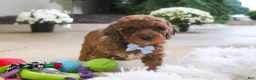 Mini Goldendoodle dogs for sale: River - Ad 5
