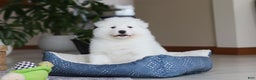 Samoyed dogs for sale: Hank - Ad 16
