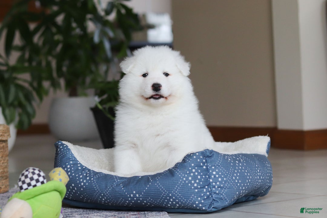 Samoyed dogs for sale: Hank - Ad 16