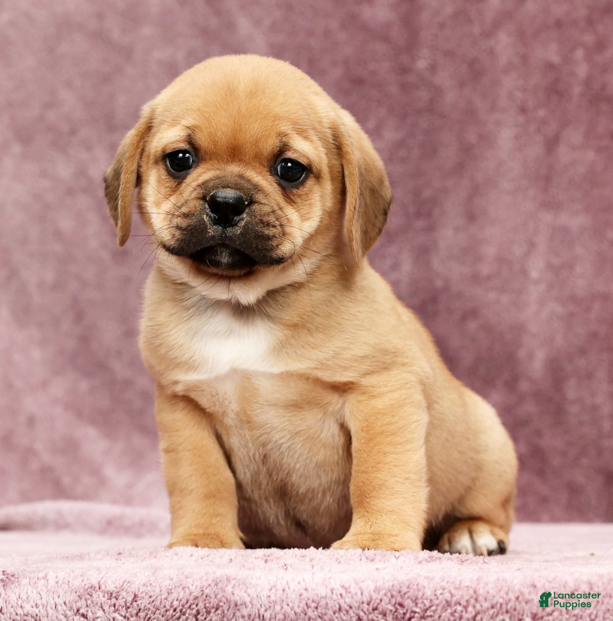 Puggle dogs Max - Ad 1