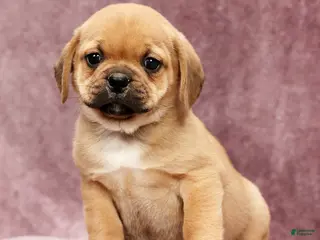 Puggle dogs for sale: Max - Ad 1