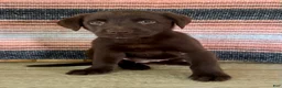 Labrador Retriever dogs for sale: Cloe  - Ad 5