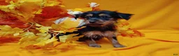 Yorkshire Terrier dogs for sale: Yorkshire Terrier 2 - Ad 2