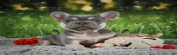 French Bulldog dogs for sale: Mercy - Ad 6