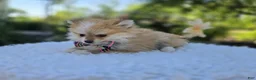 Pomeranian dogs for sale: Susie - Ad 5