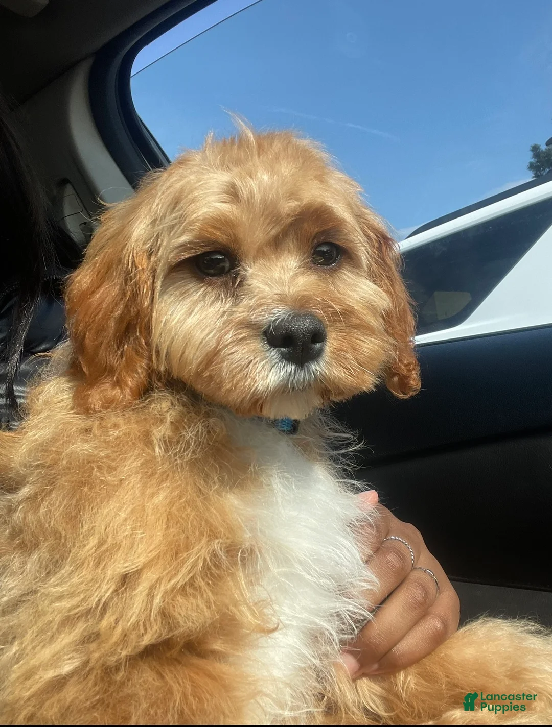 Cavapoo dogs for sale: Cavapoo Puppy 1 - Ad 1