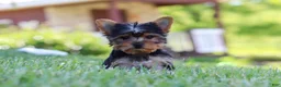 Yorkshire Terrier dogs for sale: Drake - Ad 10