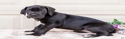 Great Dane dogs for sale: Lilac - Ad 4