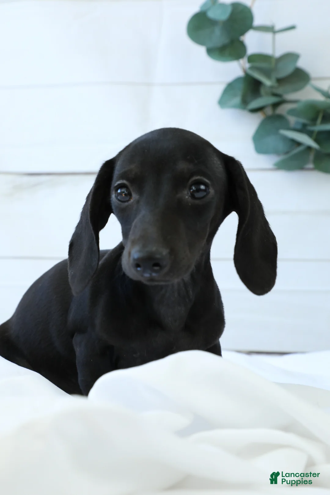 Miniature Dachshund dogs for sale: Dory - Ad 4