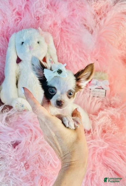 Chihuahua dogs Teacup Chihuahua 2 - Ad 2
