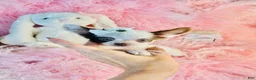 Chihuahua dogs for sale: Teacup Chihuahua 2 - Ad 2