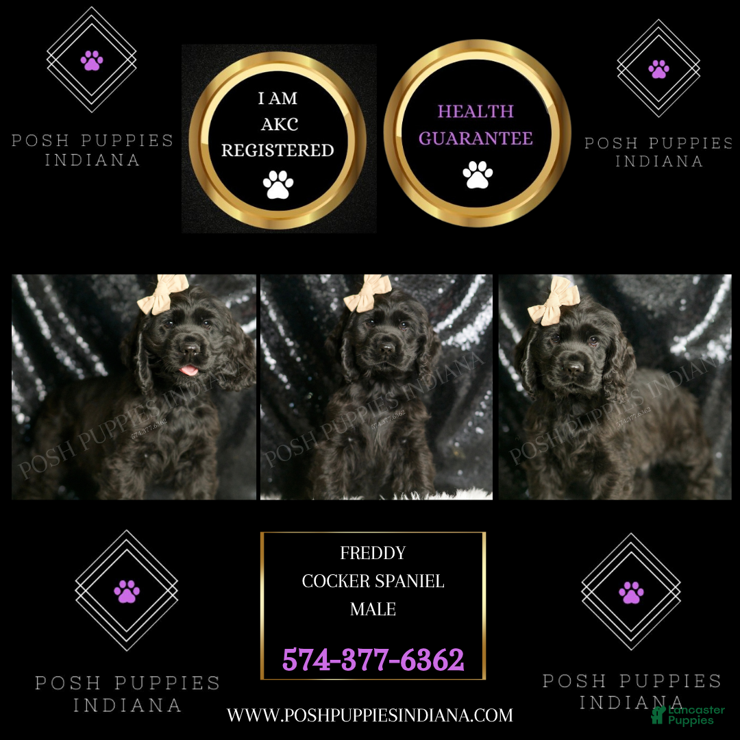 Cocker Spaniel dogs for sale: Freddy - Ad 5