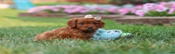 Cavapoo dogs for sale: Ellie - Ad 5