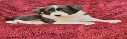 Border Collie dogs for sale: Nessie - Ad 3
