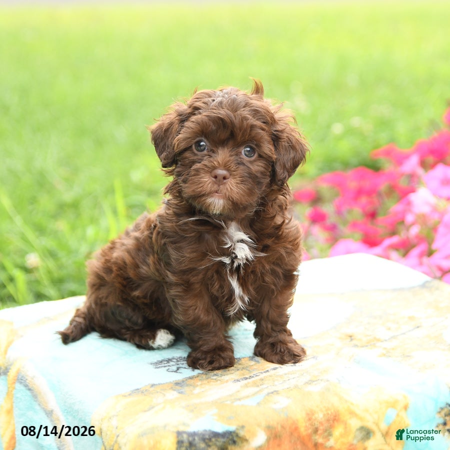 Shihpoo dogs Java - Ad 1