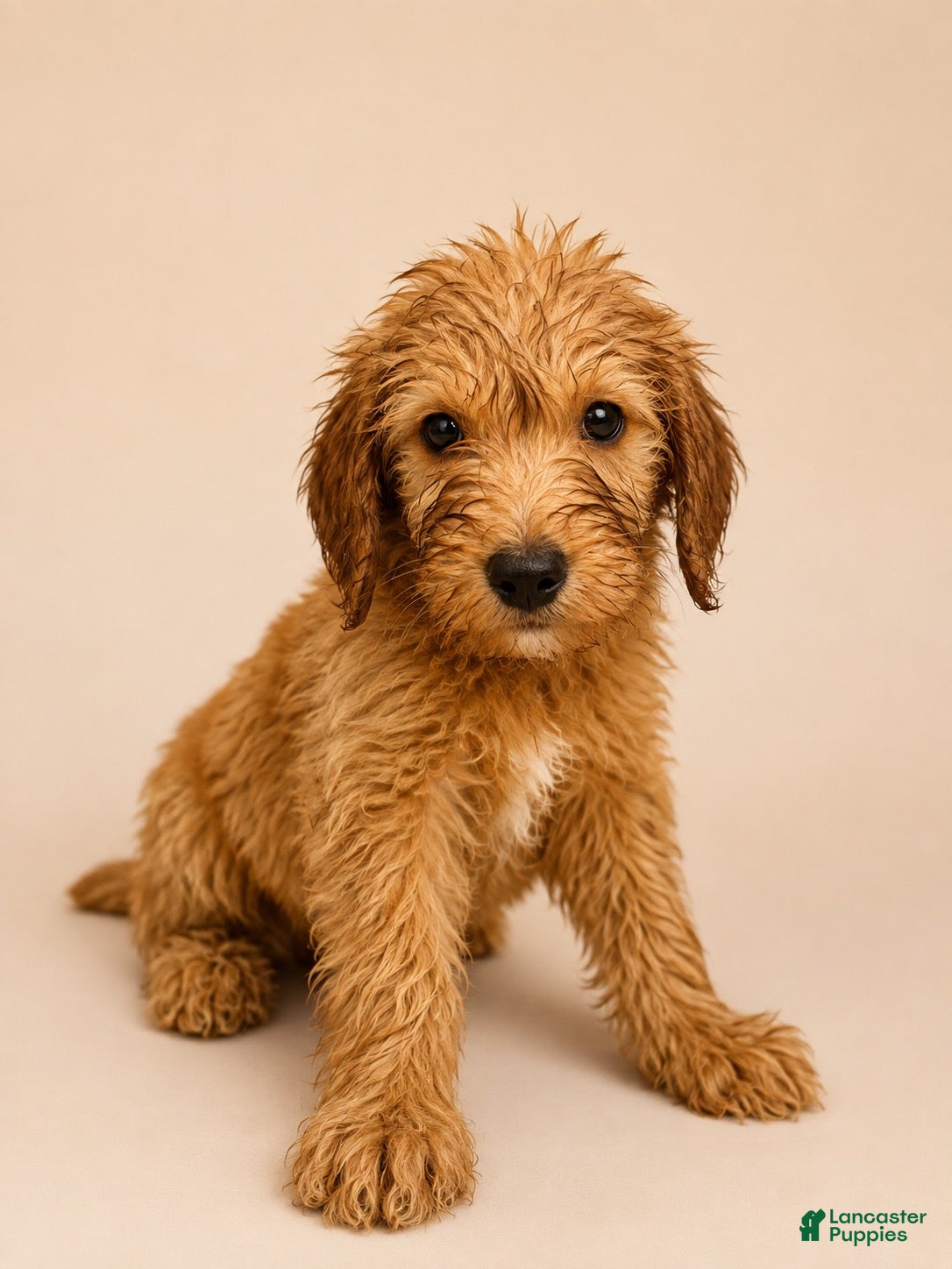 Goldendoodle dogs Goldendoodle 2 - Ad 1