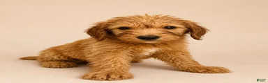 Goldendoodle 2