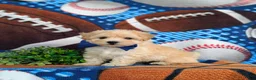 Maltipoo dogs for sale: Blaine 7 lbs Full Grown - Ad 2