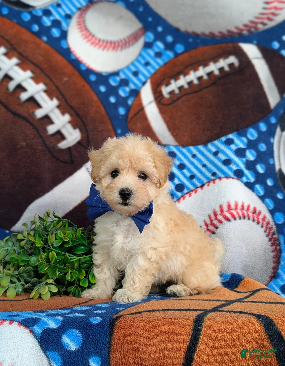 Maltipoo dogs for sale: Blaine 7 lbs Full Grown - Ad 2
