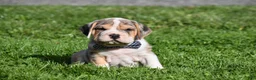 Beabull dogs for sale: Hunter - Ad 1